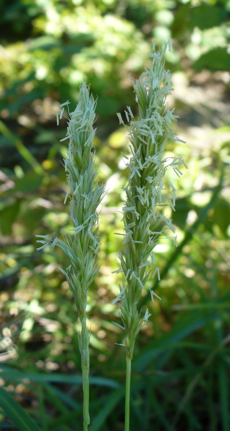 Изображение особи Sesleria alba.