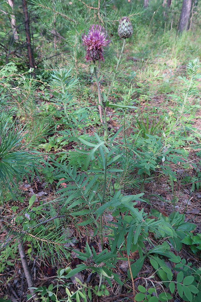 Image of Centaurea scabiosa specimen.