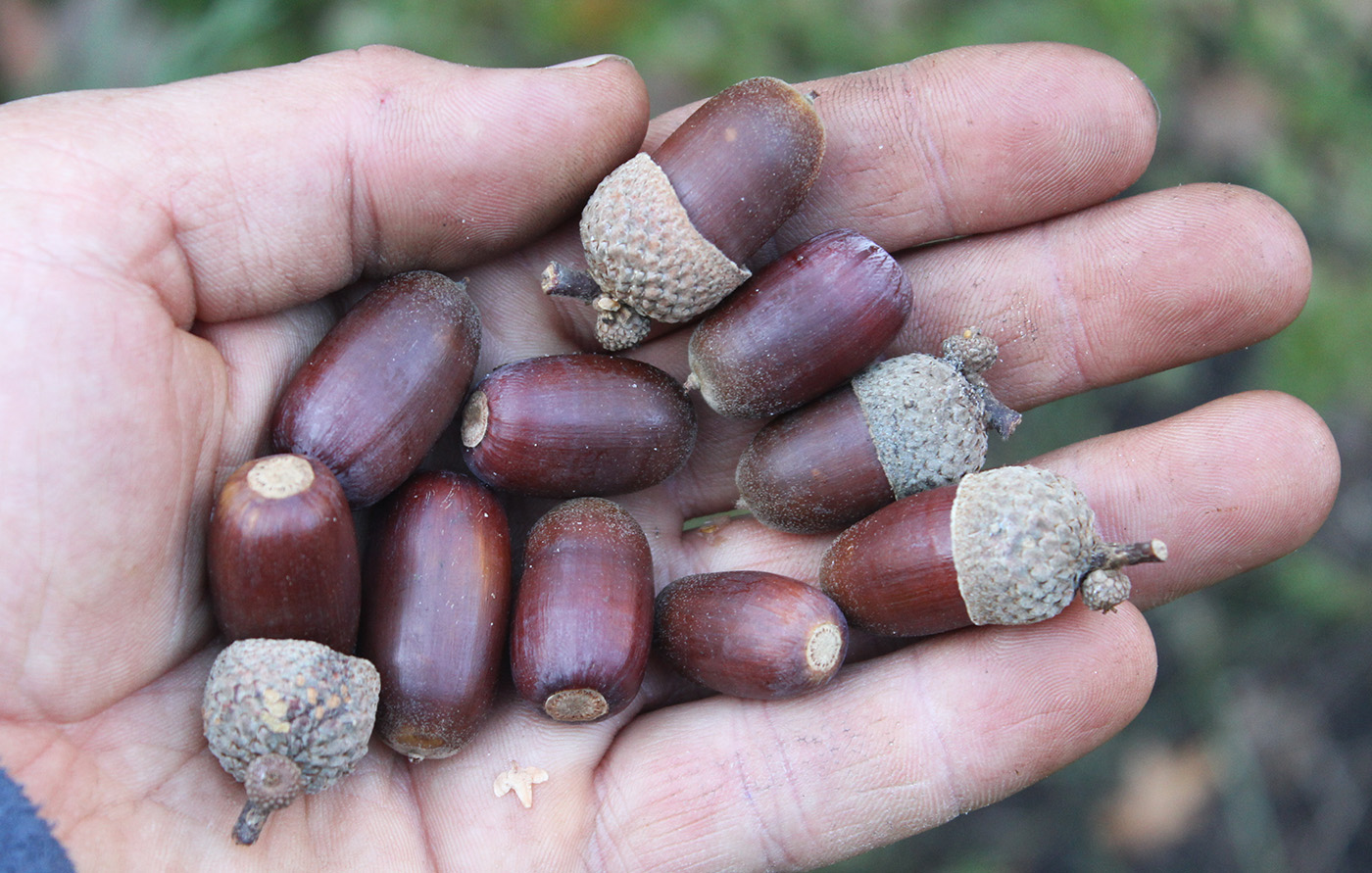 Image of genus Quercus specimen.