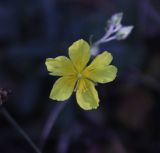 genus Helianthemum. Цветок. Грузия, Боржоми-Харагаульский национальный парк, маршрут №10, ≈ 1300 м н.у.м, луг в смешанном лесу на вершине отрога. 08.10.2018.