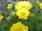 Adonis vernalis