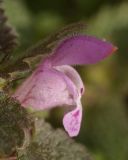Lamium purpureum
