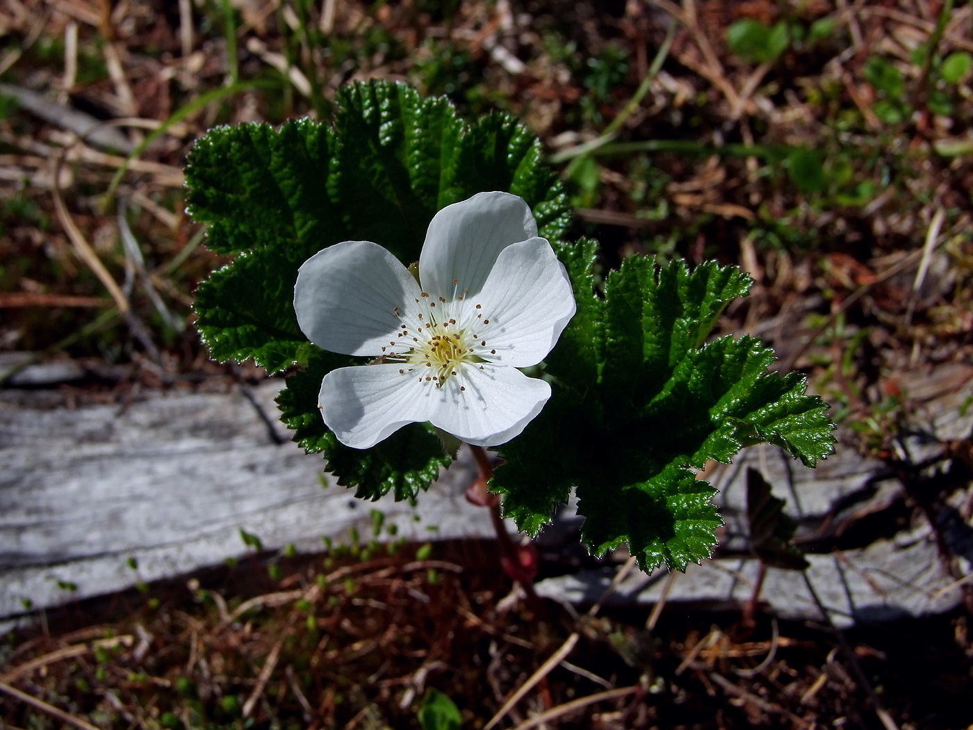 Изображение особи Rubus chamaemorus.