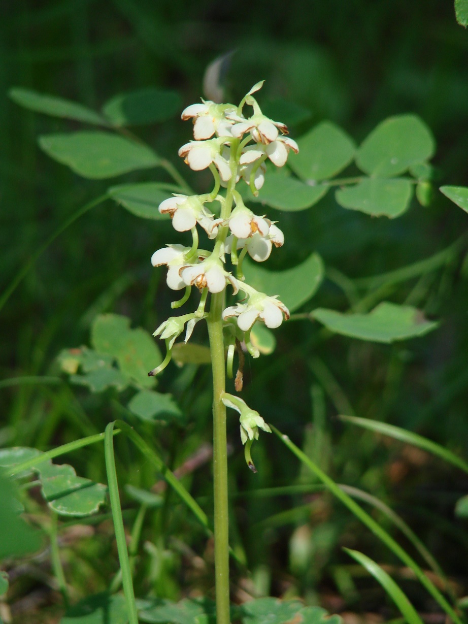 Image of Pyrola rotundifolia specimen.