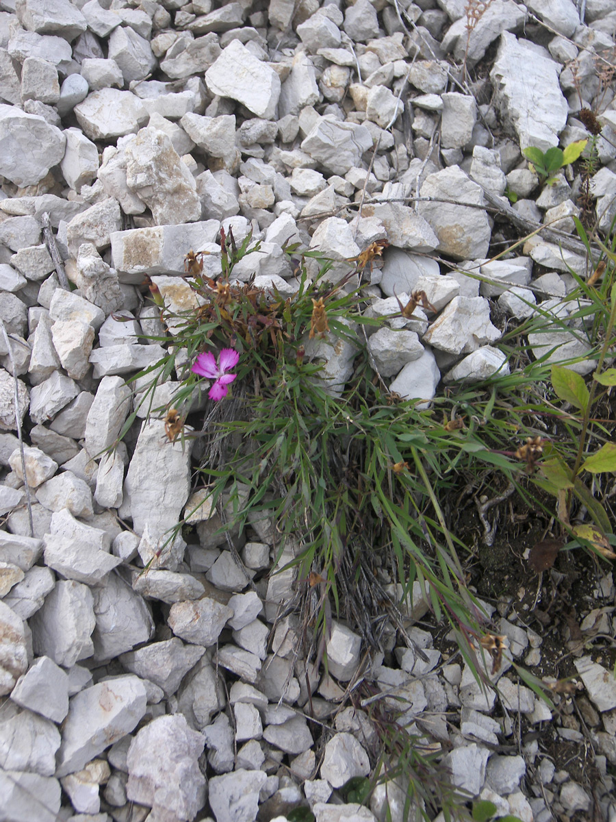 Изображение особи Dianthus abchasicus.