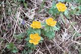 Trollius ranunculinus