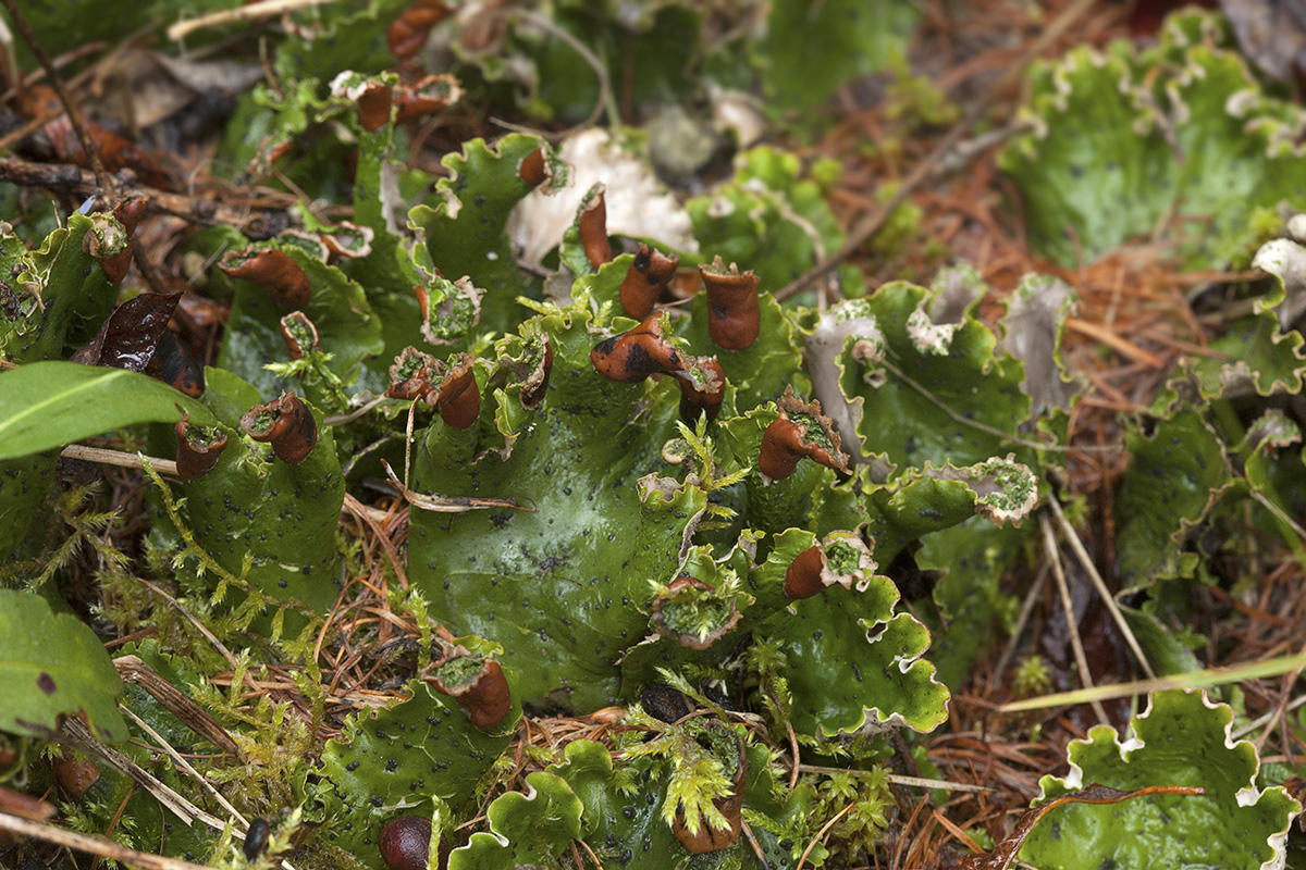 Изображение особи Peltigera aphthosa.