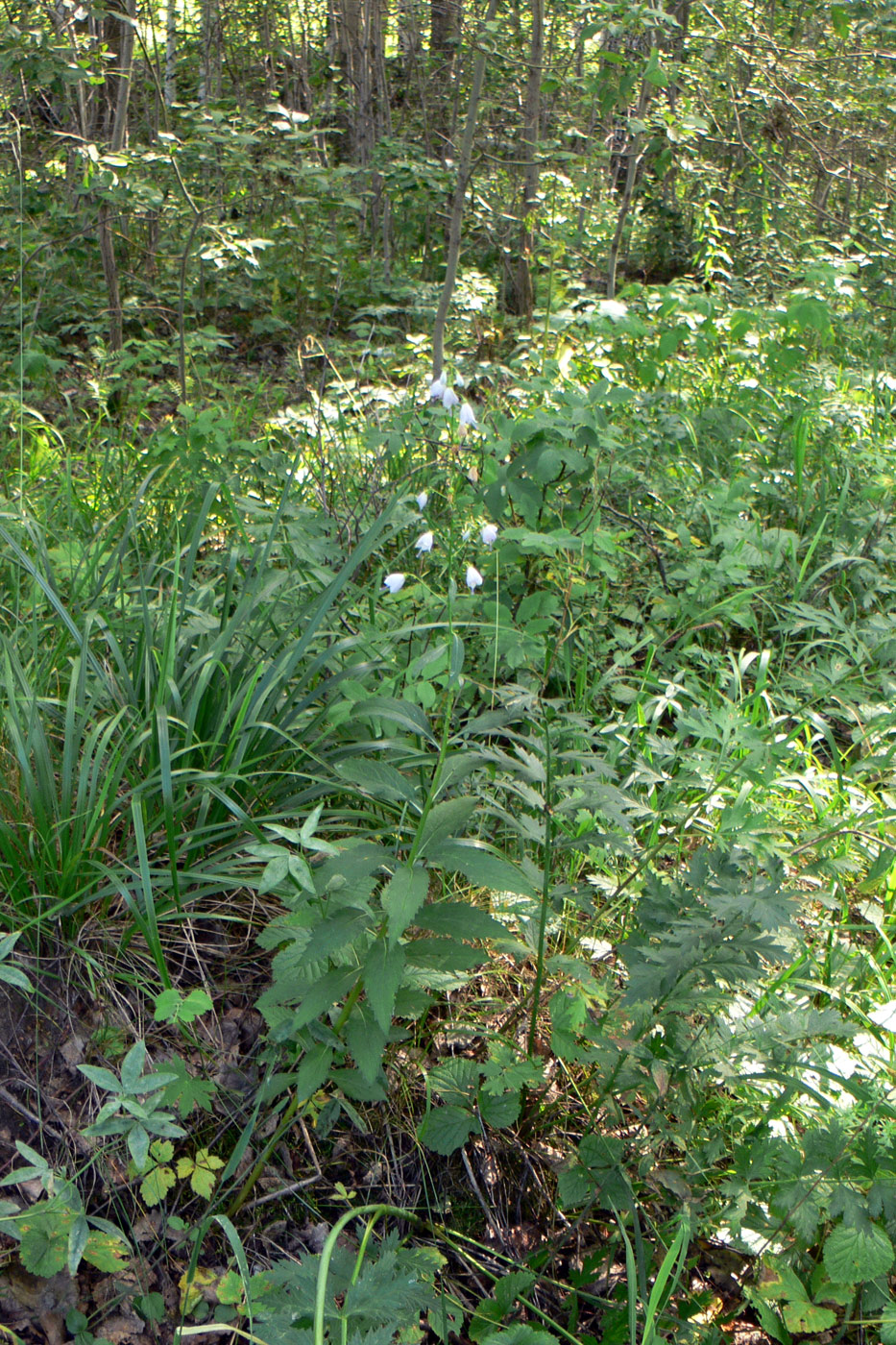 Изображение особи Adenophora liliifolia.