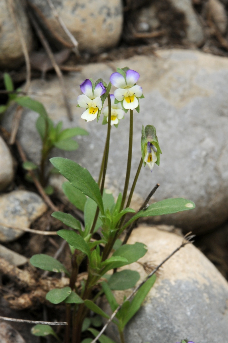 Изображение особи Viola occulta.