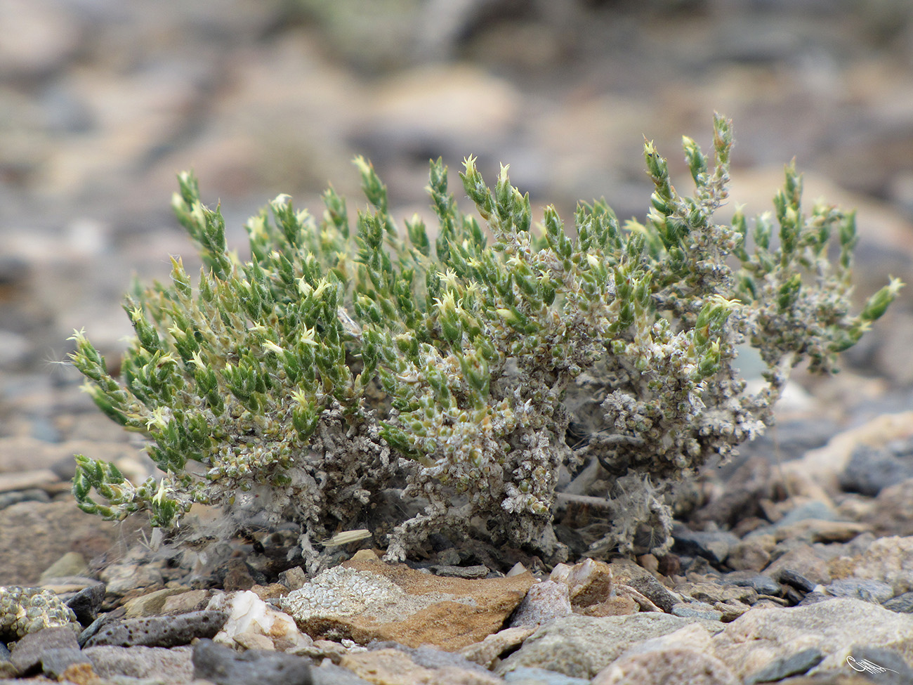 Image of Nanophyton erinaceum ssp. karataviense specimen.