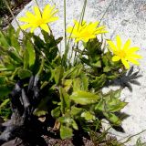 Osteospermum ilicifolium