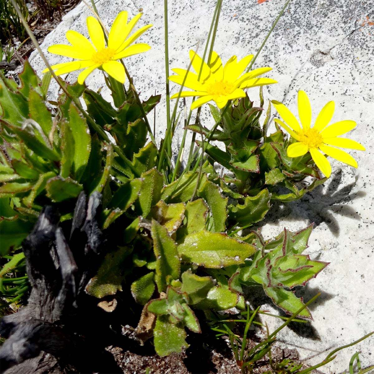 Изображение особи Osteospermum ilicifolium.