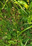 Juncus articulatus