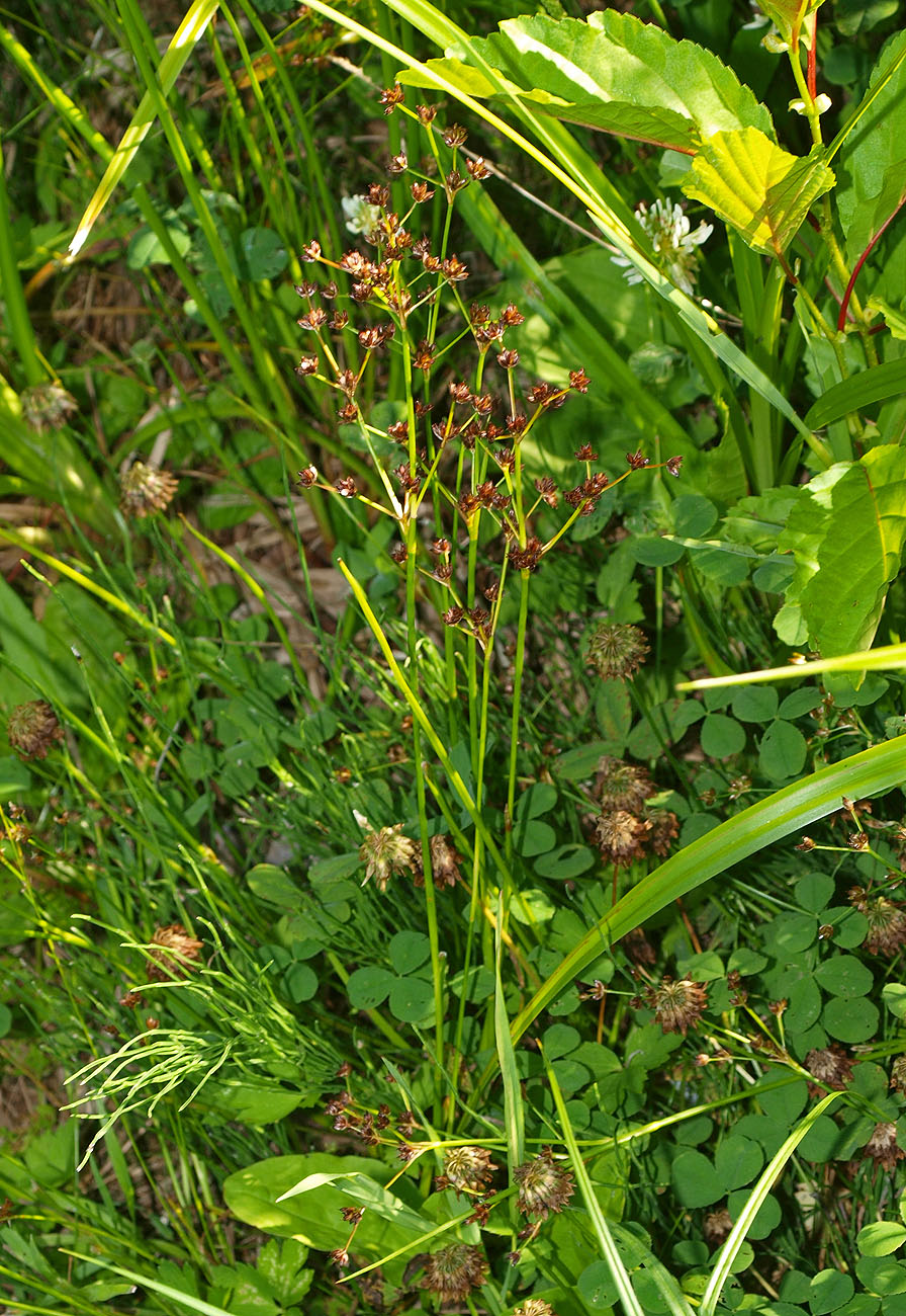 Image of Juncus articulatus specimen.