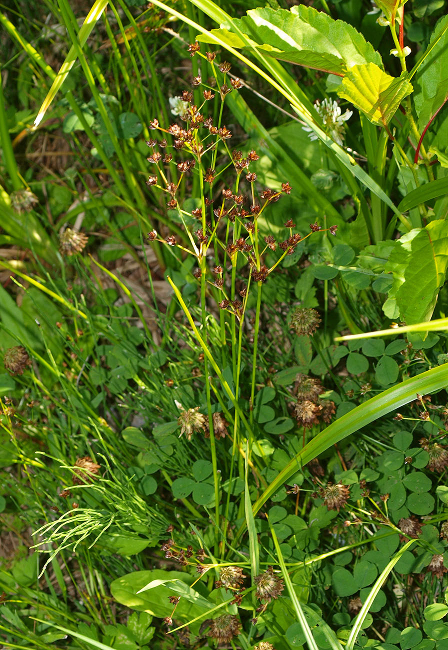 Изображение особи Juncus articulatus.