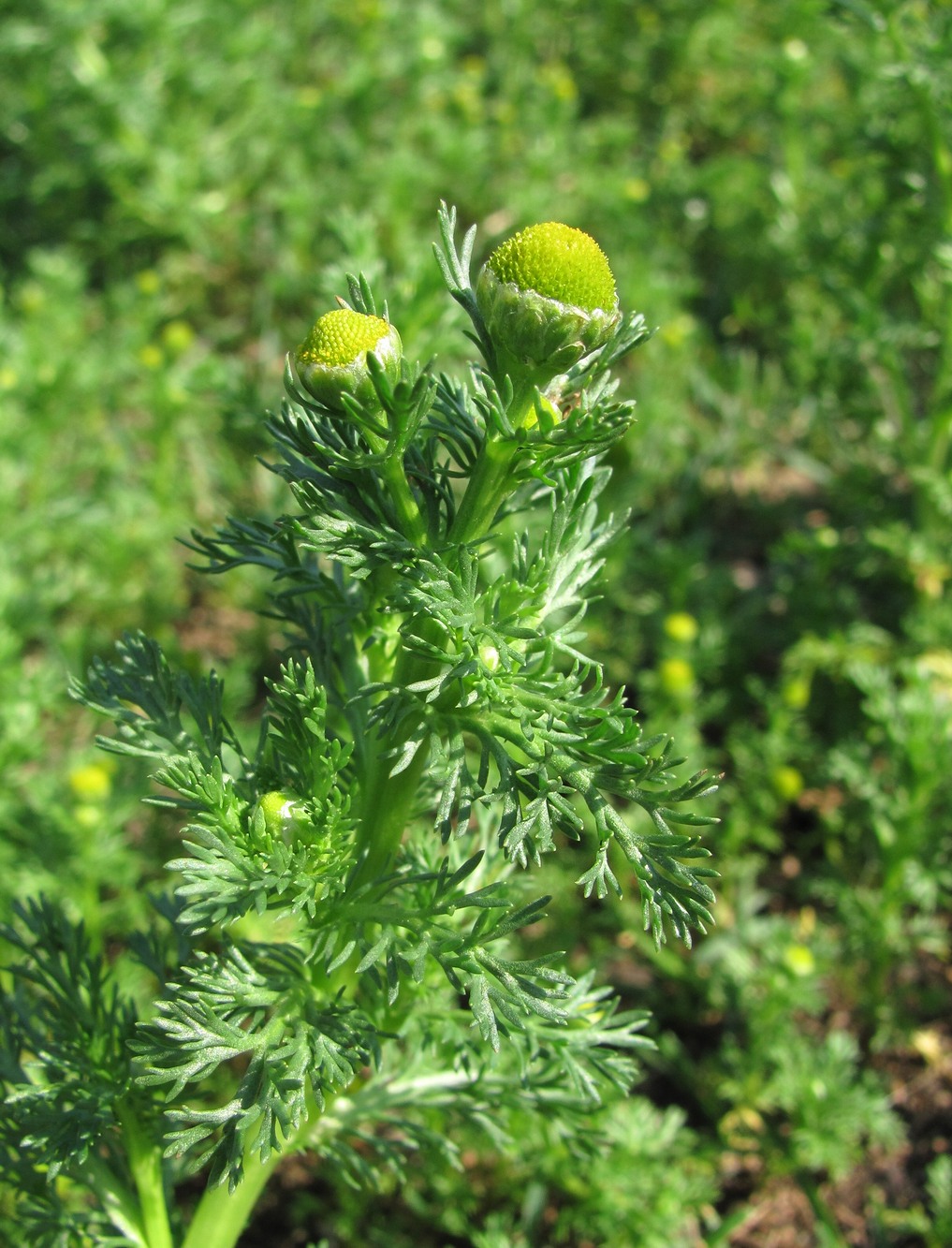 Изображение особи Matricaria discoidea.