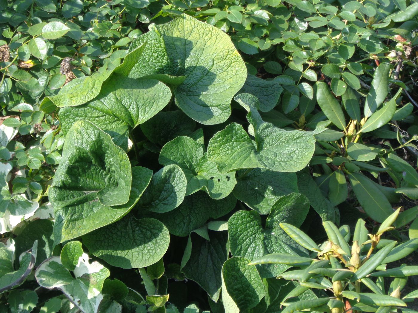 Image of Brunnera macrophylla specimen.