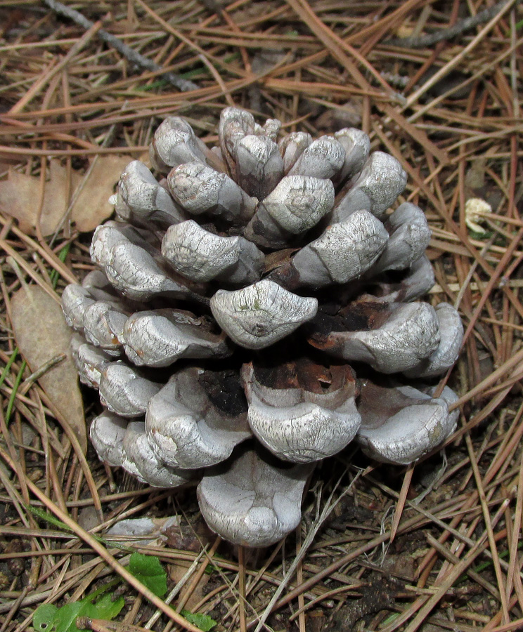 Image of Pinus pinea specimen.