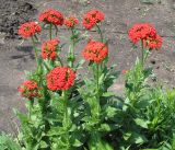 Lychnis chalcedonica