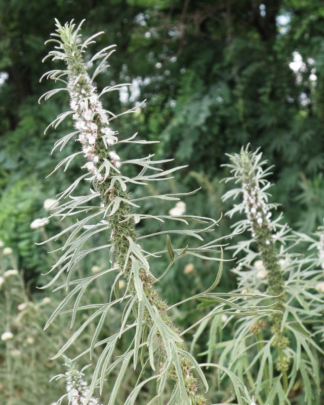 Image of Leonurus glaucescens specimen.