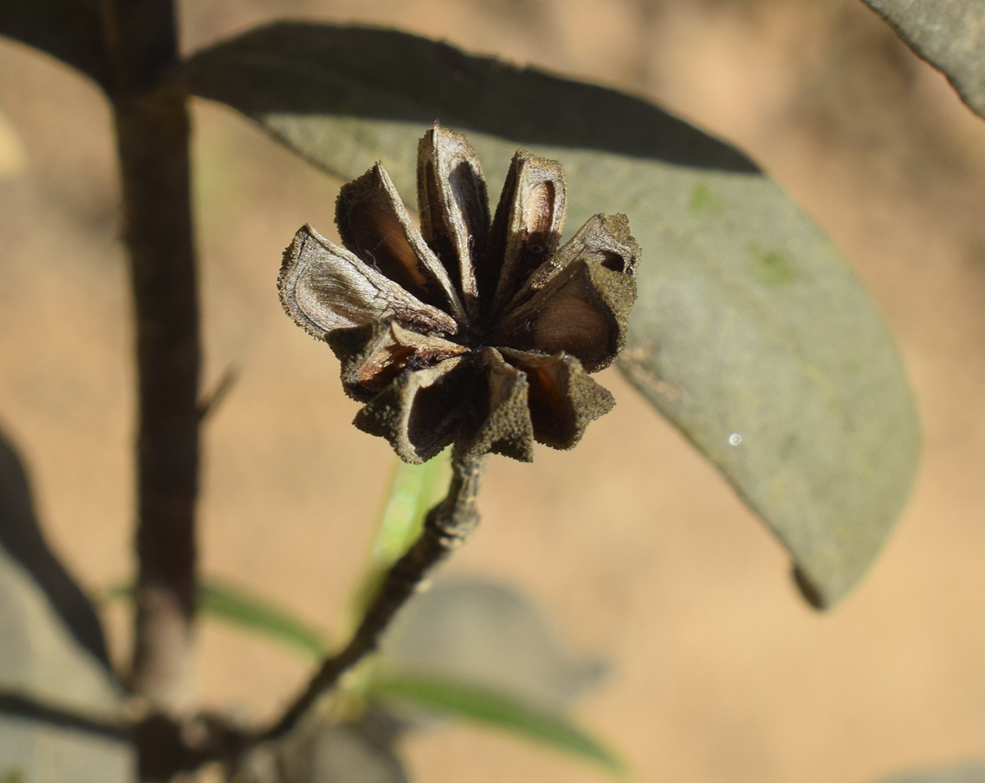 Image of Cistus ladanifer specimen.