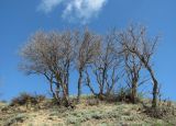 Quercus pubescens. Взрослые просыпающиеся деревья. Дагестан, окр. с. Талги, каменистый склон. 22.04.2019.