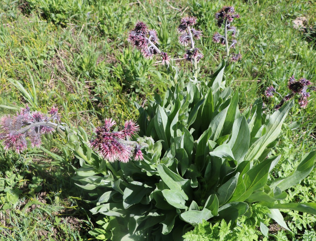 Image of Solenanthus stamineus specimen.