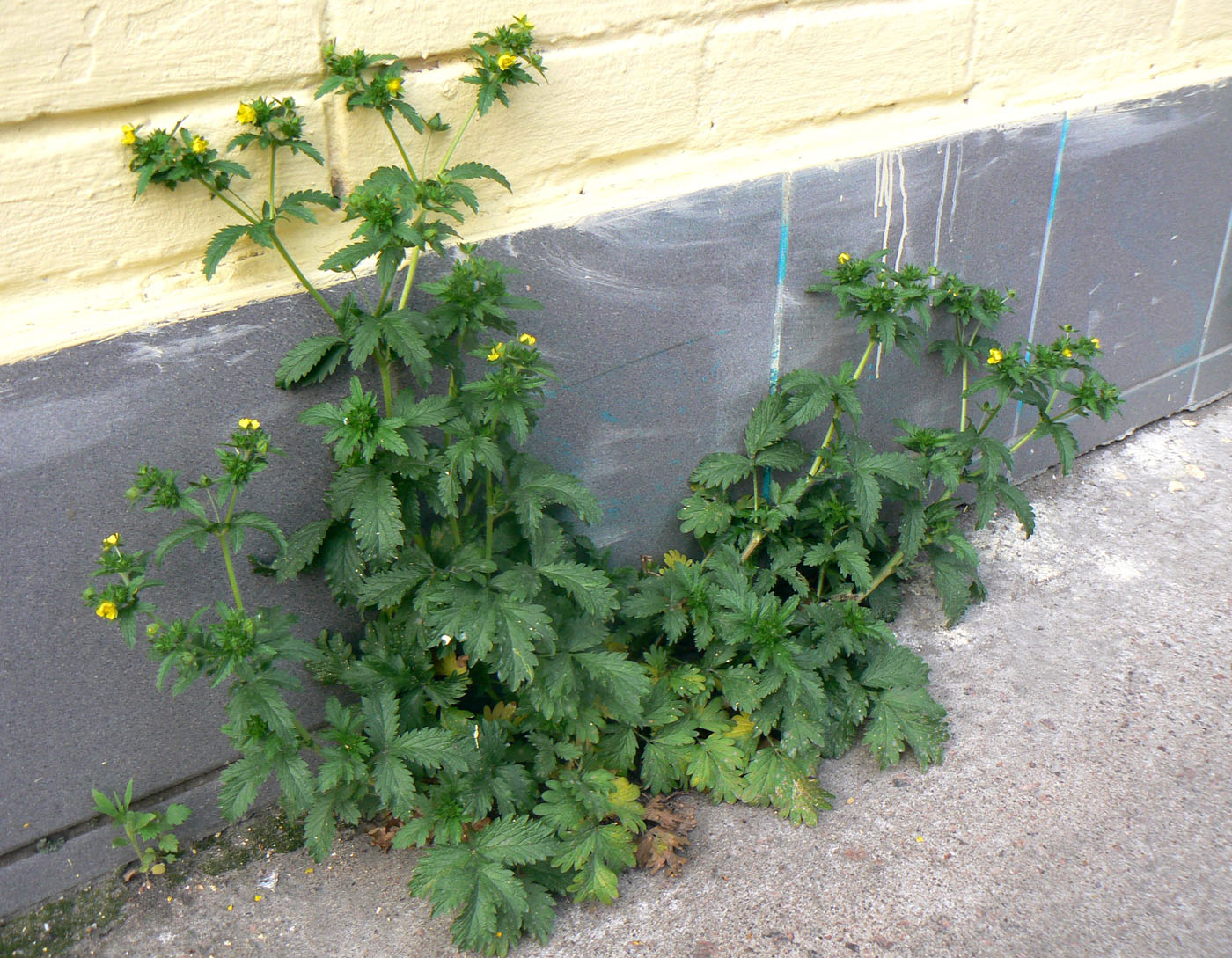 Изображение особи Potentilla norvegica.