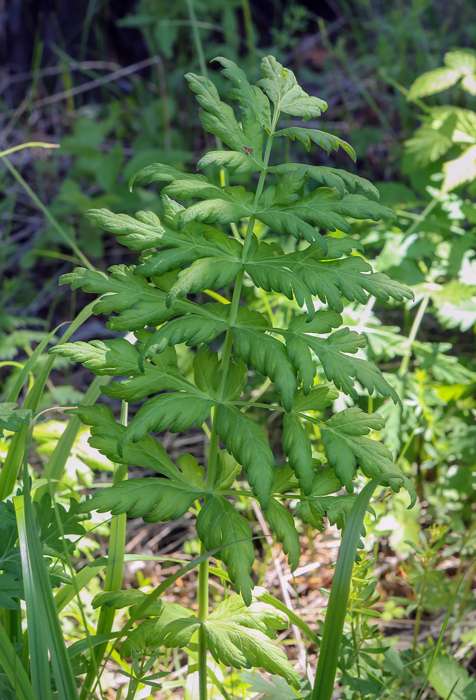 Image of Seseli libanotis specimen.