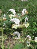 Salvia verbascifolia. Верхушка соцветия. Дагестан, Докузпаринский р-н, окр. с. Усухчай, ок. 1400 м н.у.м., луг на склоне. 04.06.2019.