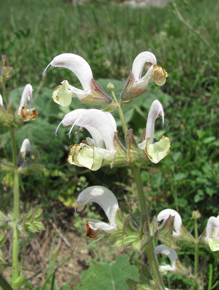 Image of Salvia verbascifolia specimen.