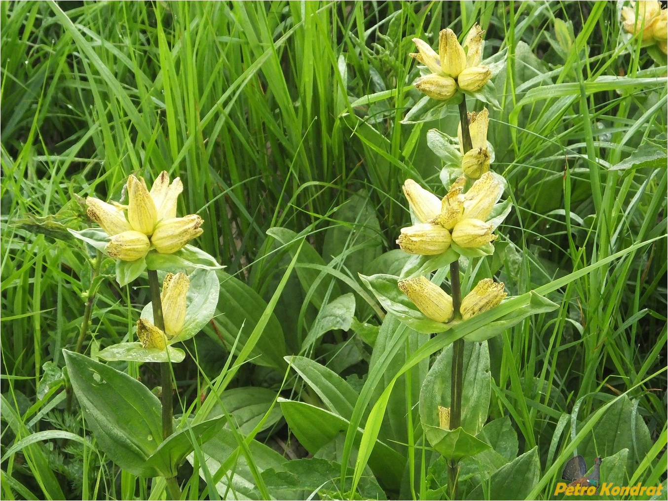 Изображение особи Gentiana punctata.