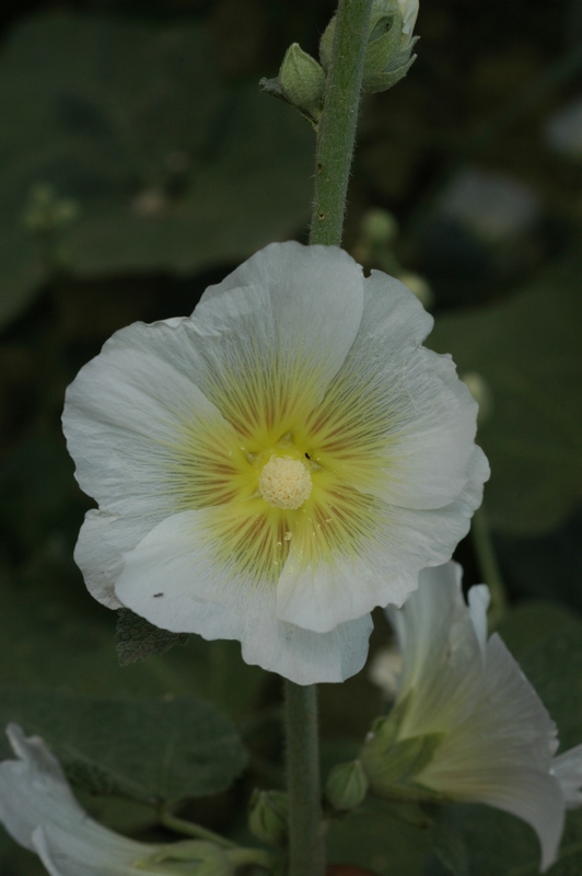 Изображение особи Alcea nudiflora.