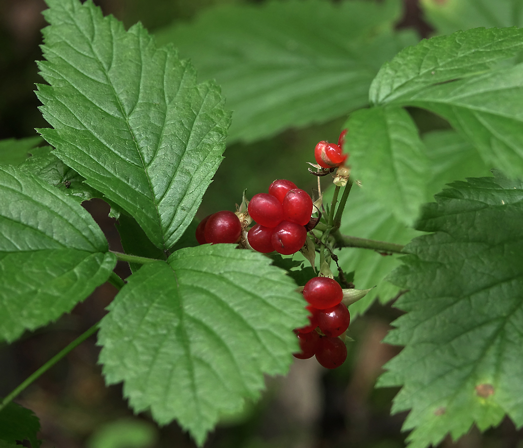 Изображение особи Rubus saxatilis.