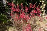 Erythrina herbacea