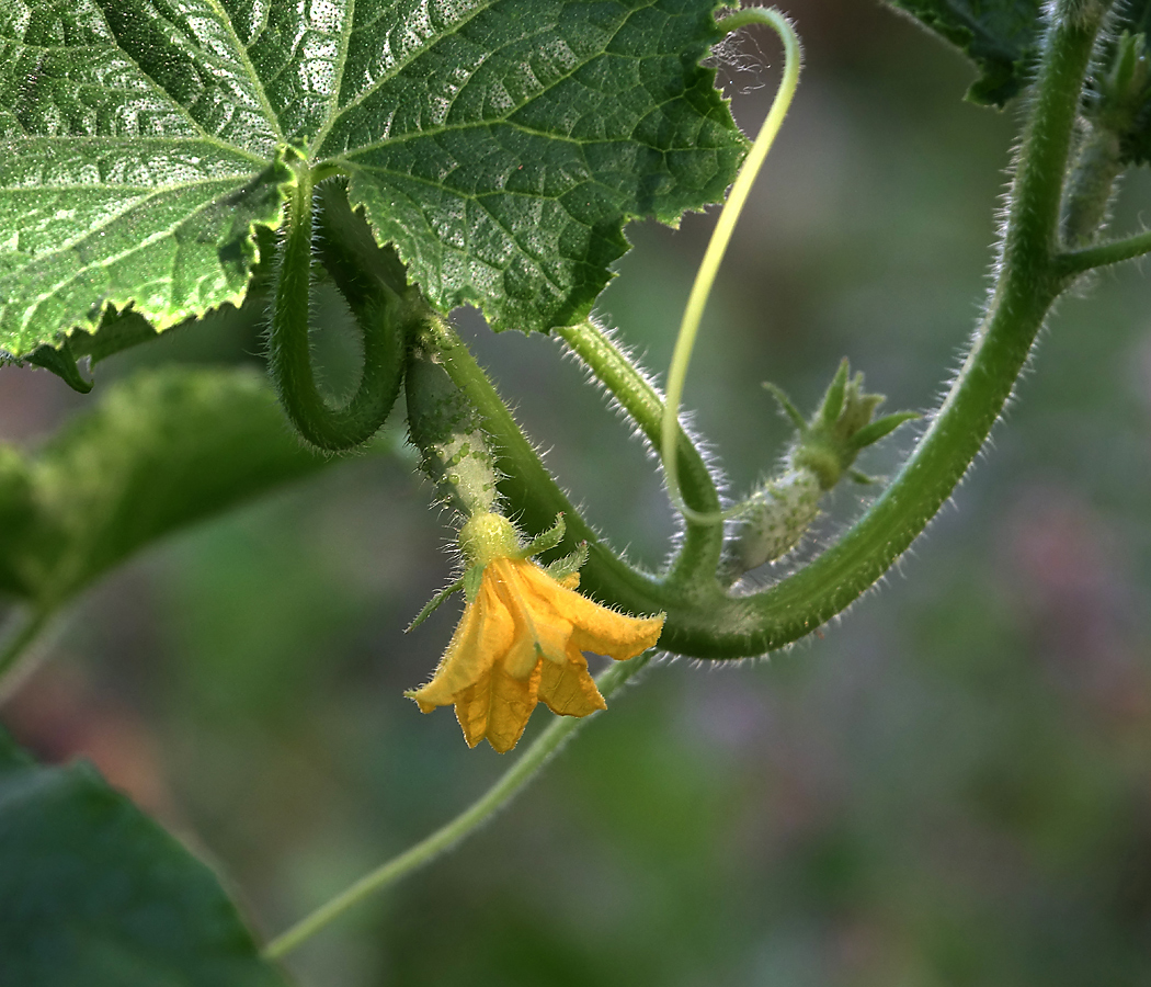 Изображение особи Cucumis sativus.