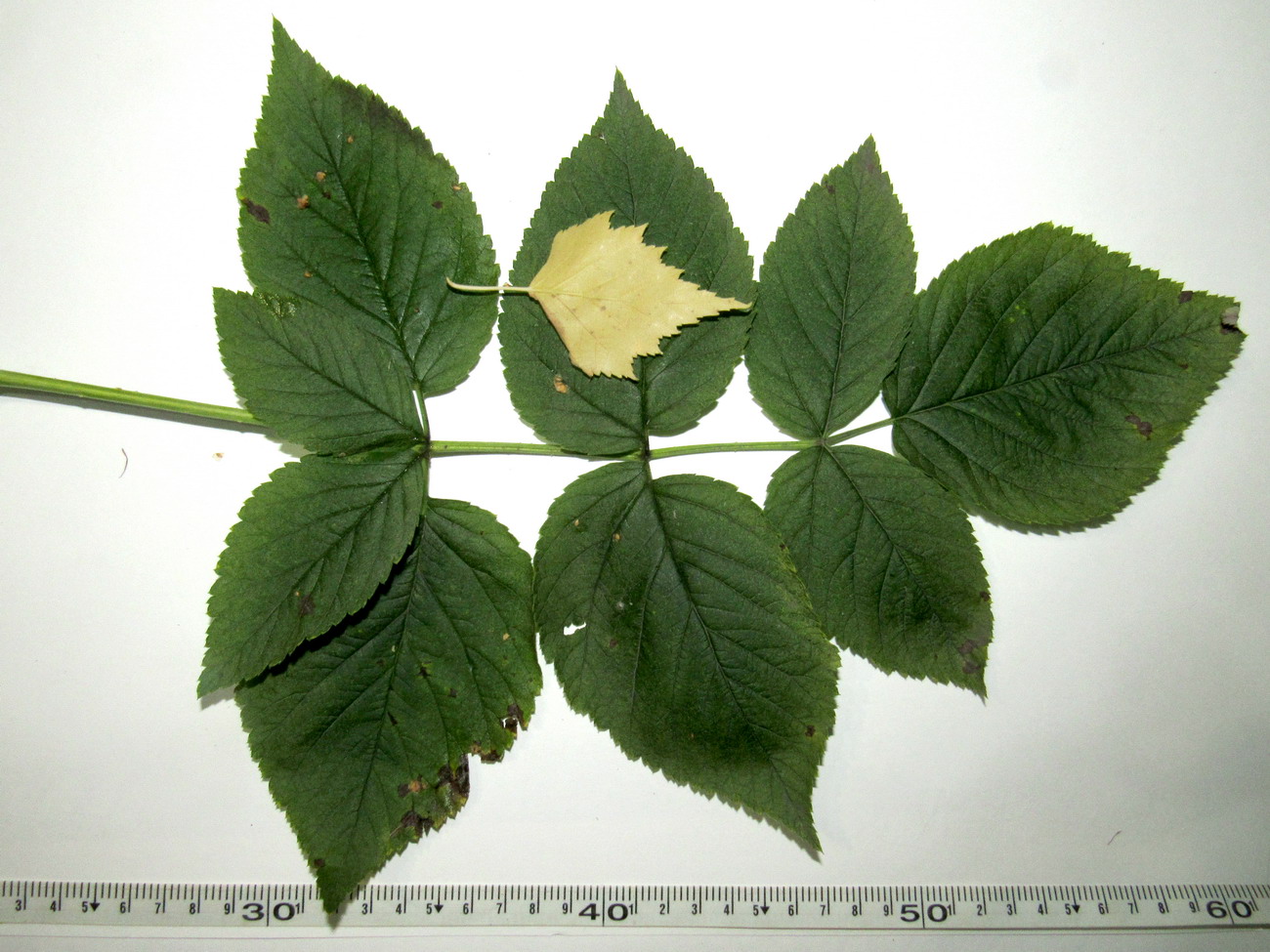 Image of genus Rubus specimen.