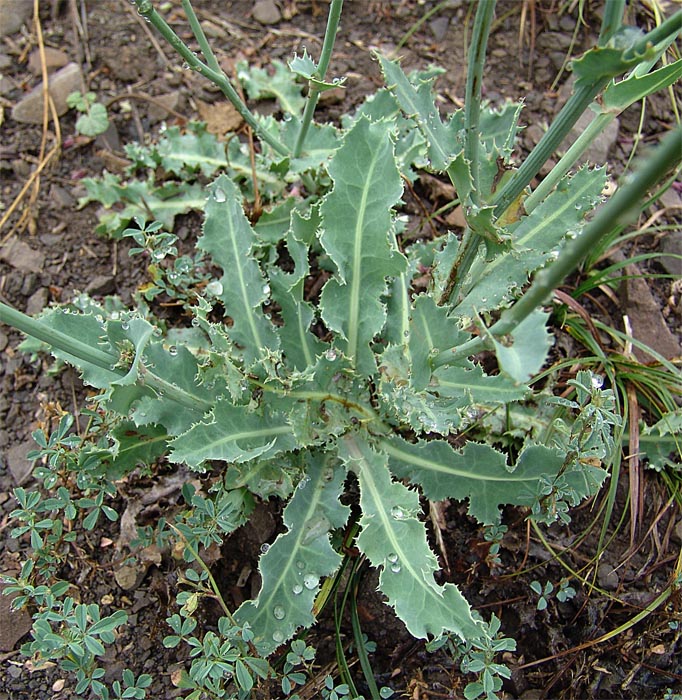 Image of Reichardia dichotoma specimen.