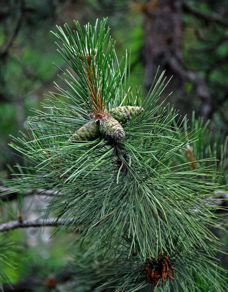 Изображение особи род Pinus.