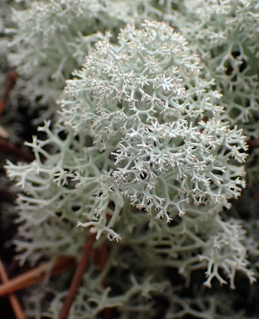 Image of Cladonia stellaris specimen.