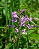 Cephalanthera rubra. Верхушки побегов с соцветиями. Сербия, национальный парк Тара, плоскогорье Равна Тара, луг. 08.07.2019.