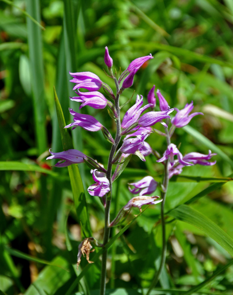 Изображение особи Cephalanthera rubra.