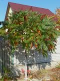 Rhus glabra