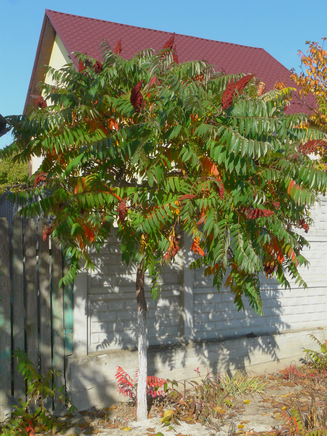 Image of Rhus glabra specimen.