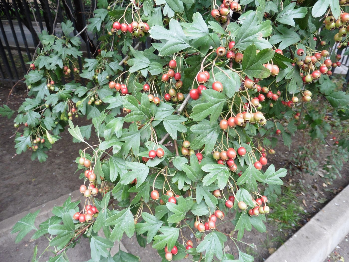 Изображение особи род Crataegus.