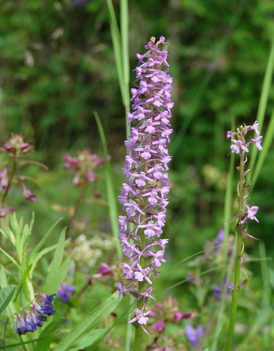 Изображение особи Gymnadenia conopsea.