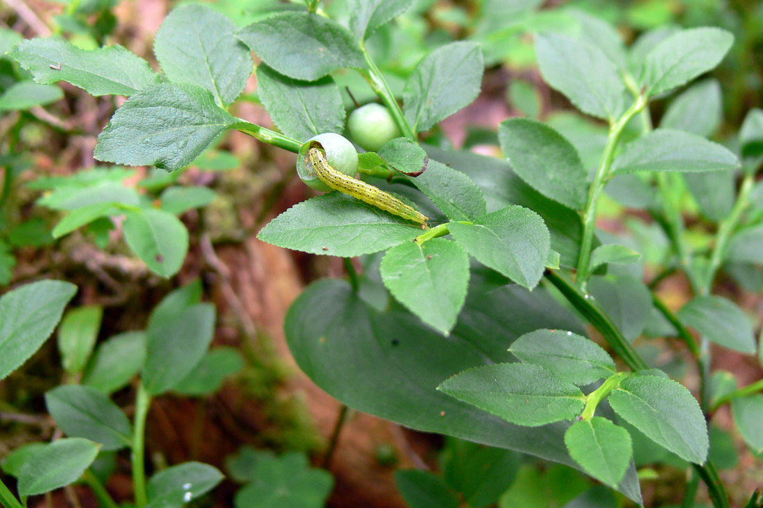 Изображение особи Vaccinium myrtillus.