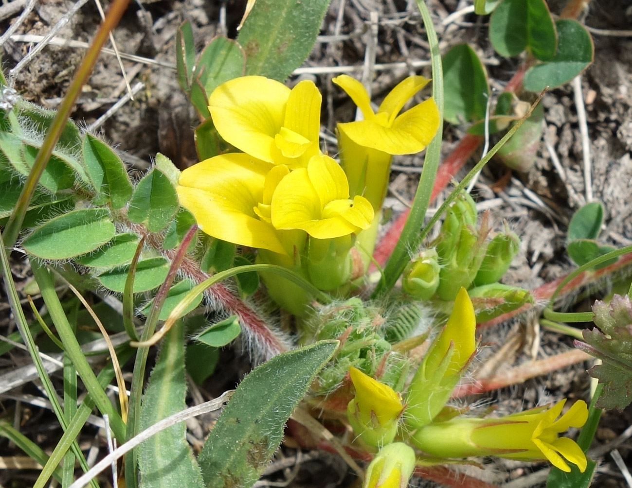 Изображение особи род Astragalus.