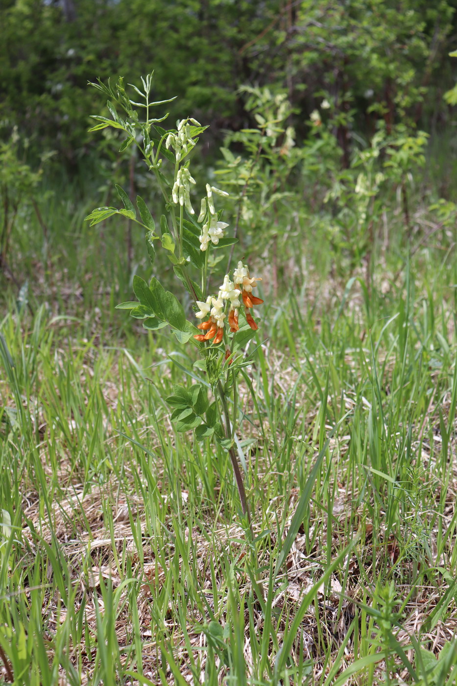 Image of Lathyrus gmelinii specimen.