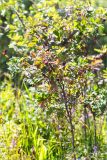 genus Rosa. Верхушка плодоносящего растения. Ленинградская обл., Ломоносовский р-н, долина р. Шингарка, берег ручья, разнотравный луг на известняке. 06.08.2019.